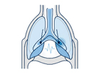 Nasal